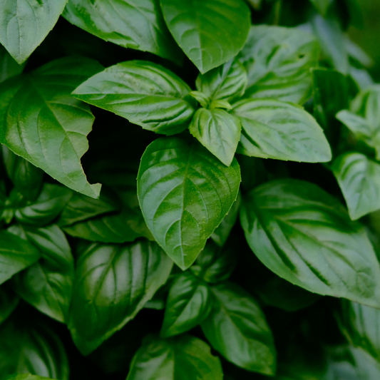 BASIL • MILK BATH FIZZER GIFT BOX