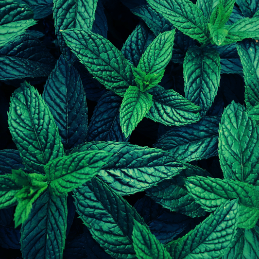 MIDNIGHT PEPPERMINT • MILK BATH POWDER